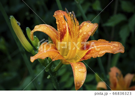 野花 ウアリ 萩の花 66836323