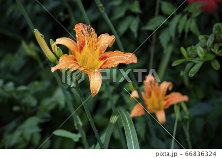 野花 ウアリ 萩の花 66836324