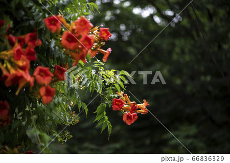 野花 ウアリ 萩の花 66836329