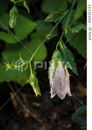 野花 ウアリ 萩の花 66836335