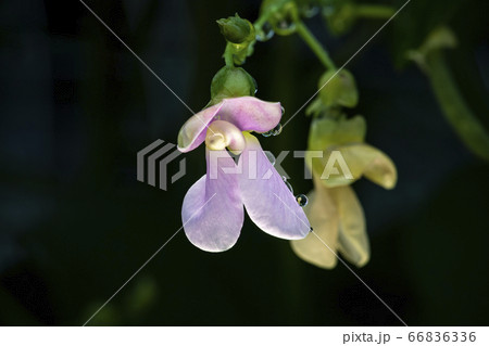 野花 ウアリ 萩の花 66836336