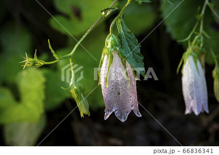 野花 ウアリ 萩の花 66836341