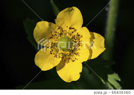 野花 ウアリ 萩の花 66836360