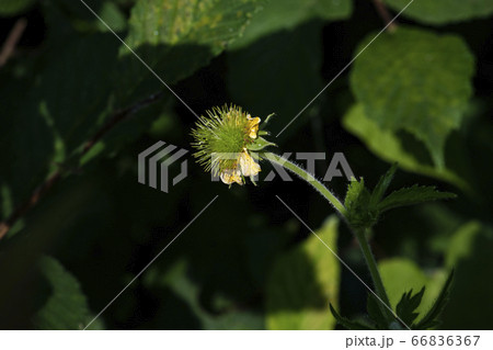 野花 ウアリ 萩の花 66836367