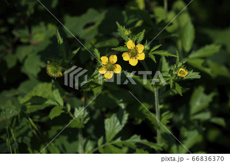 野花 ウアリ 萩の花 66836370