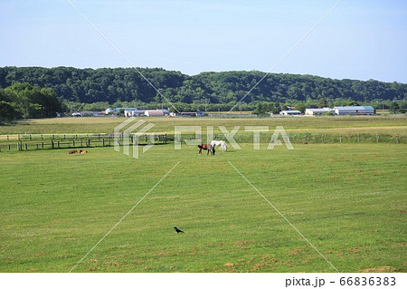 サラブレッド銀座・牧場（北海道新冠町） 66836383