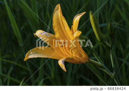 野花 ウアリ 萩の花 66836424