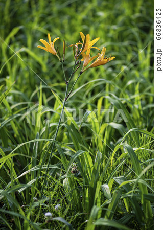 野花 ウアリ 萩の花 66836425
