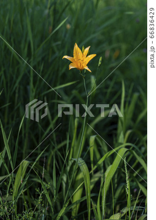 野花 ウアリ 萩の花 66836429