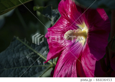 野花 ウアリ 萩の花 66836453