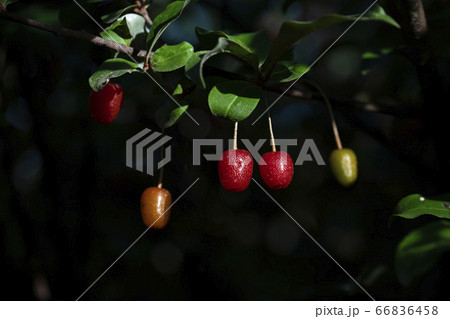 野花 ウアリ 萩の花 66836458