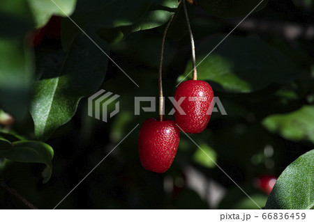 野花 ウアリ 萩の花 66836459
