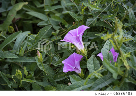野花 ウアリ 萩の花 66836483