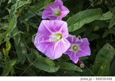 野花 ウアリ 萩の花 66836488