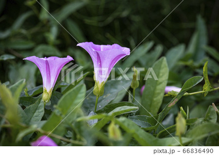 野花 ウアリ 萩の花 66836490