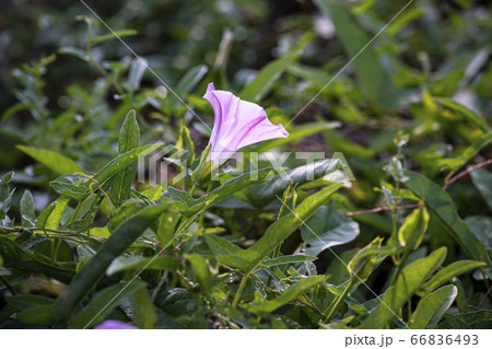 野花 ウアリ 萩の花 66836493