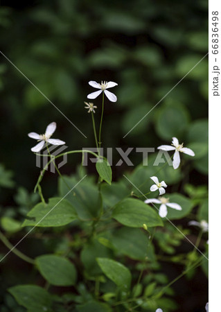 野花 ウアリ 萩の花 66836498