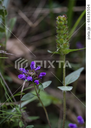 野花 ウアリ 萩の花 66836504