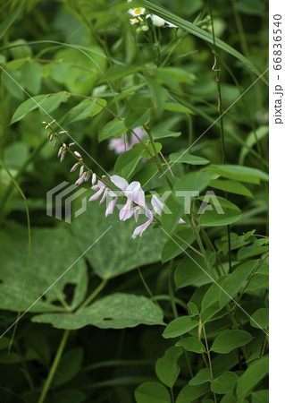 野花 ウアリ 萩の花 66836540