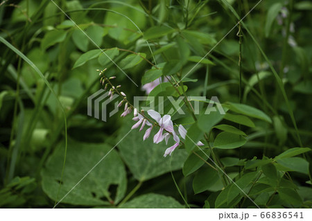 野花 ウアリ 萩の花 66836541