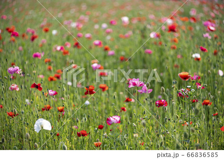 野花 ウアリ 萩の花 66836585