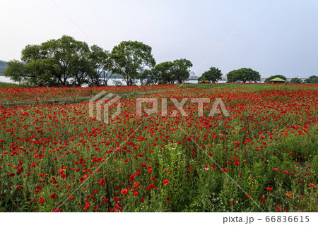 野花 ウアリ 萩の花 66836615