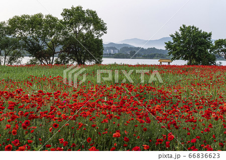 野花 ウアリ 萩の花 66836623