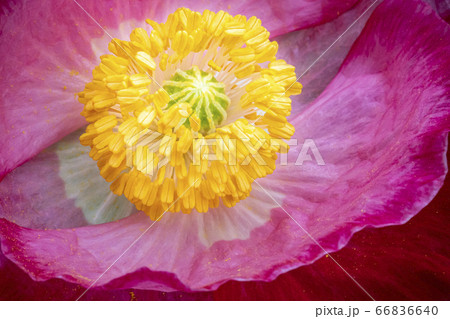 野花 ウアリ 萩の花 66836640