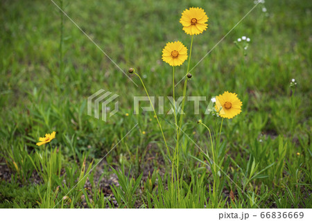 野花 ウアリ 萩の花 66836669