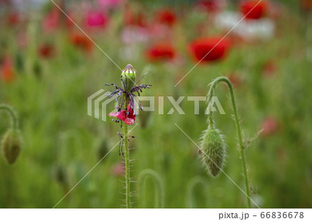 野花 ウアリ 萩の花 66836678