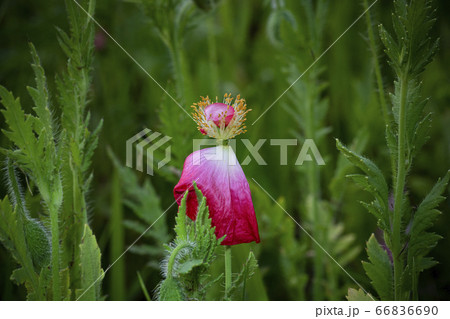 野花 ウアリ 萩の花 66836690