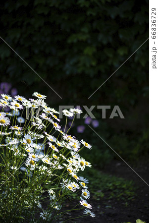 野花 ウアリ 萩の花 66836729