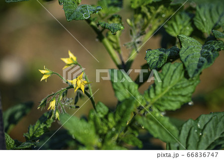 野花 ウアリ 萩の花 66836747