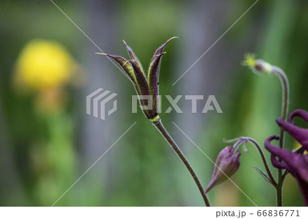 野花 ウアリ 萩の花 66836771