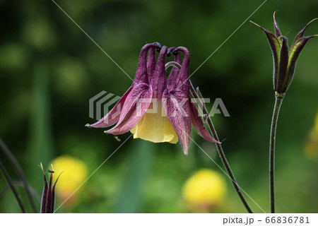 野花 ウアリ 萩の花 66836781