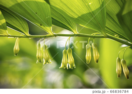 野花 ウアリ 萩の花 66836784