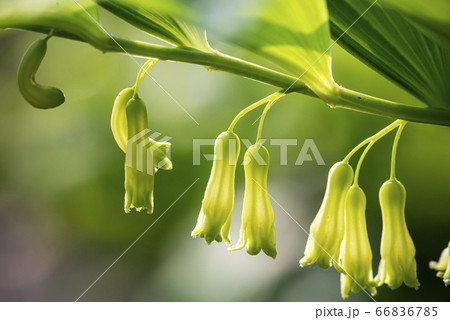 野花 ウアリ 萩の花 66836785
