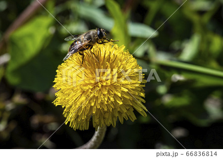 野花 ウアリ 萩の花 66836814