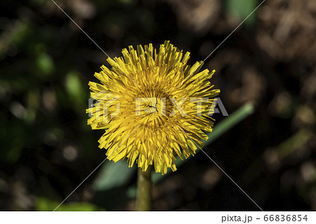 野花 ウアリ 萩の花 66836854