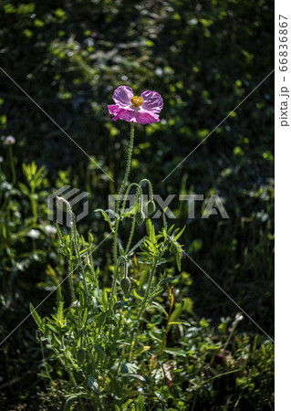 野花 ウアリ 萩の花 66836867