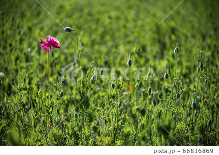 野花 ウアリ 萩の花 66836869
