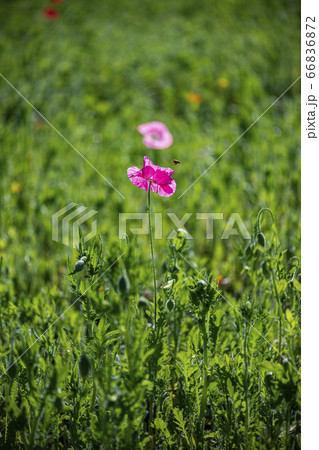 野花 ウアリ 萩の花 66836872