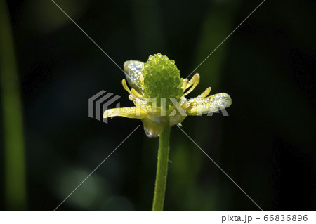 野花 ウアリ 萩の花 66836896