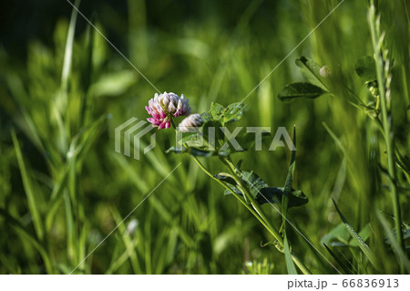 野花 ウアリ 萩の花 66836913