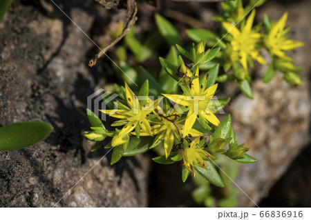 野花 ウアリ 萩の花 66836916