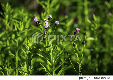野花 ウアリ 萩の花 66836918