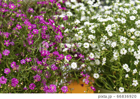 野花 ウアリ 萩の花 66836920