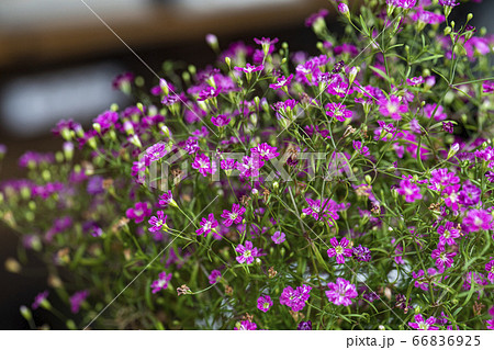 野花 ウアリ 萩の花 66836925