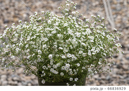 野花 ウアリ 萩の花 66836929