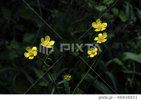 野花 ウアリ 萩の花 66836931